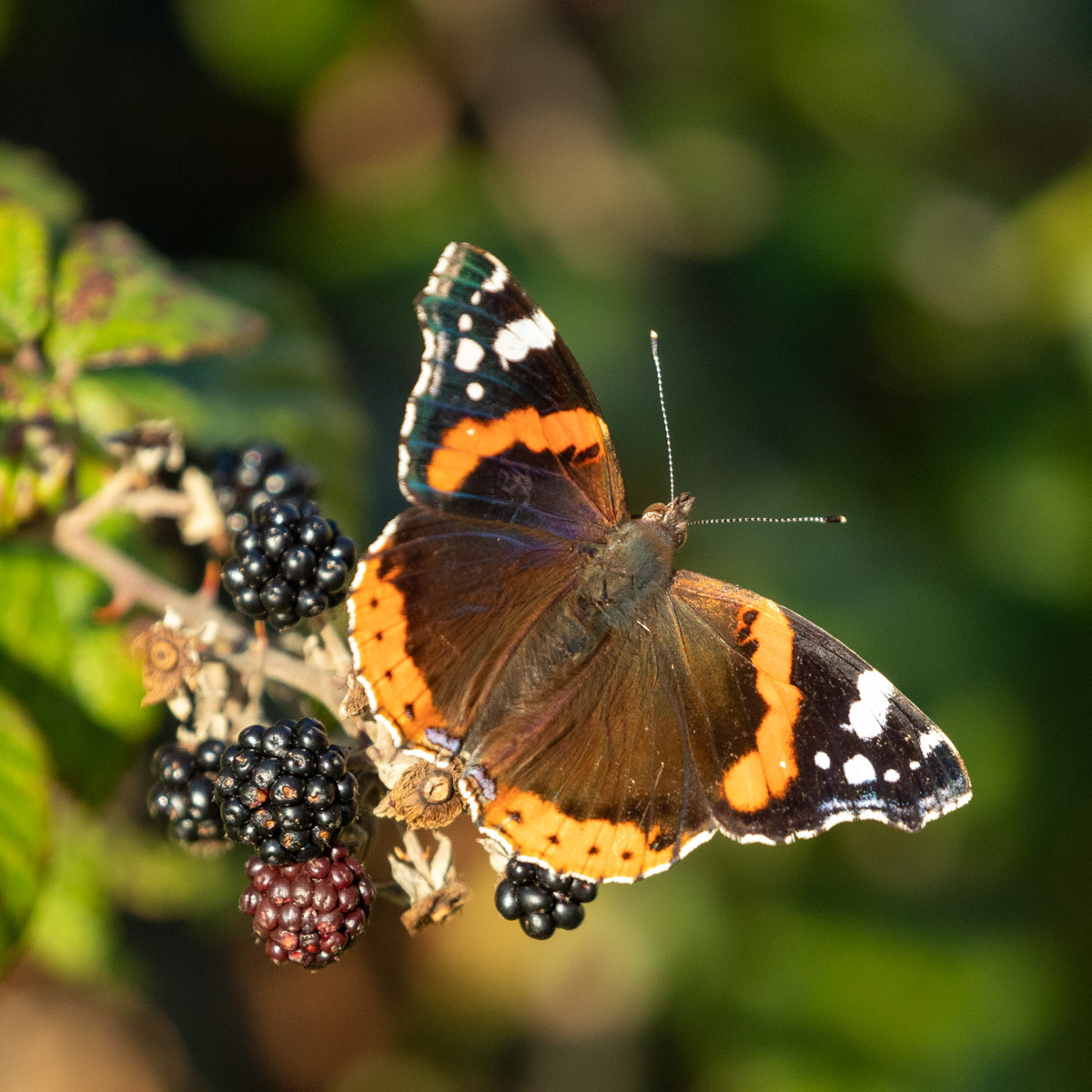 15th Oct: Red Admiral