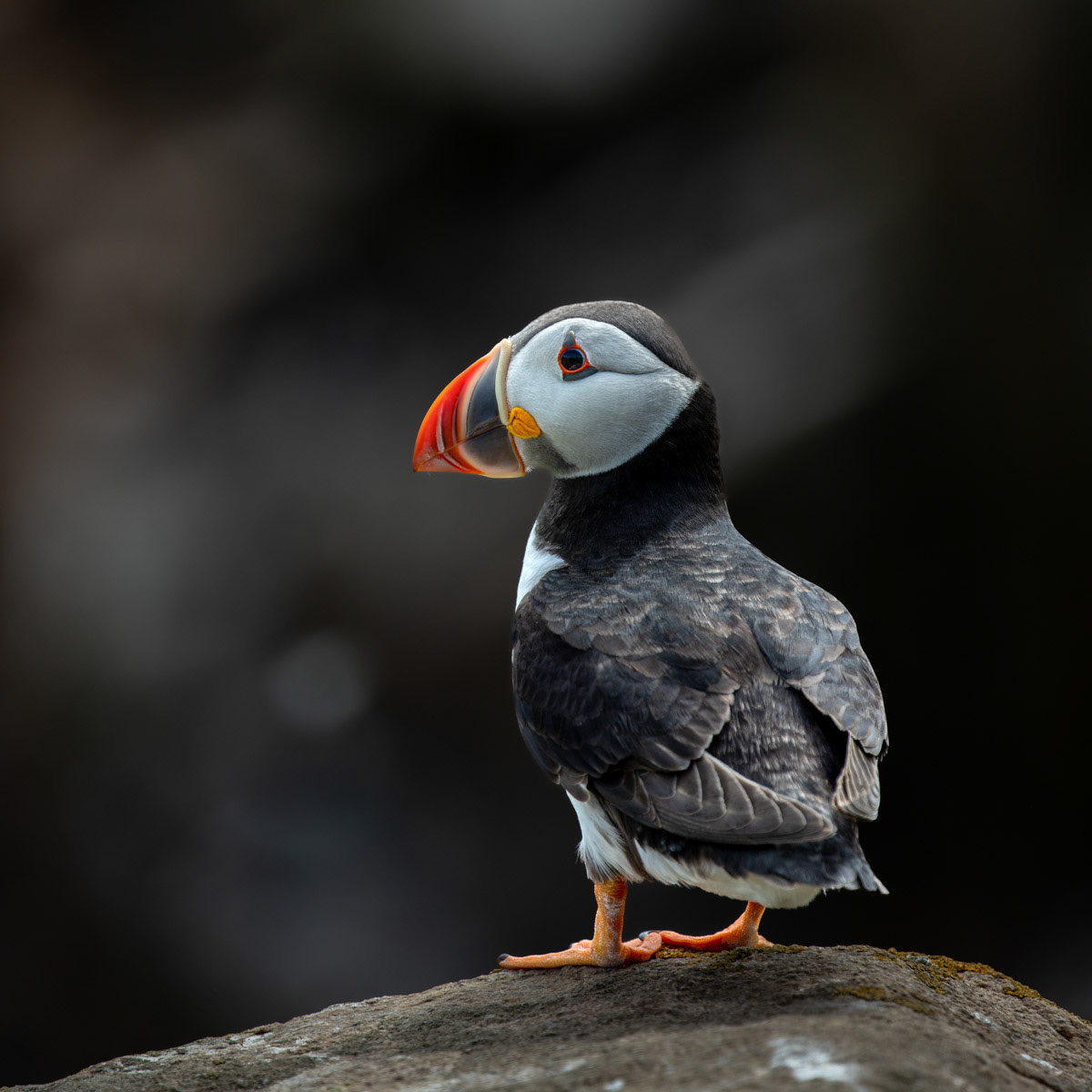 13th June 22: Saltee Islands - Puffin