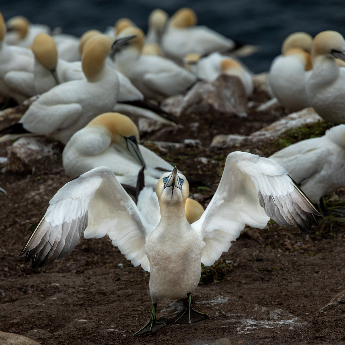 13th June 22: Saltee Islands - Gannets