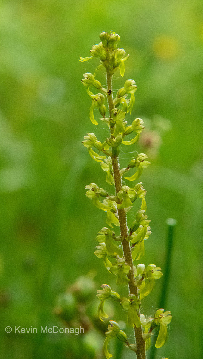 18 June 21: Twayblade Orchid