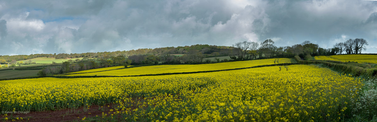 12 May 21: Rape Seed Oil plants between Teignmouth and Bishopsteignton