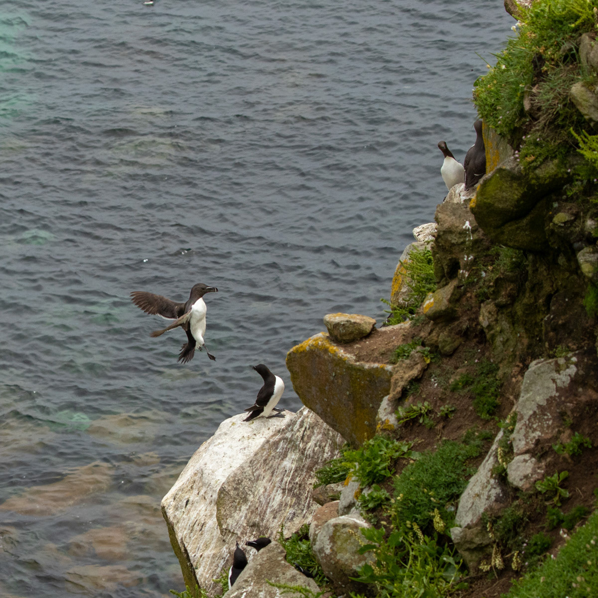 13th June 22: Saltee Islands - Razorbill