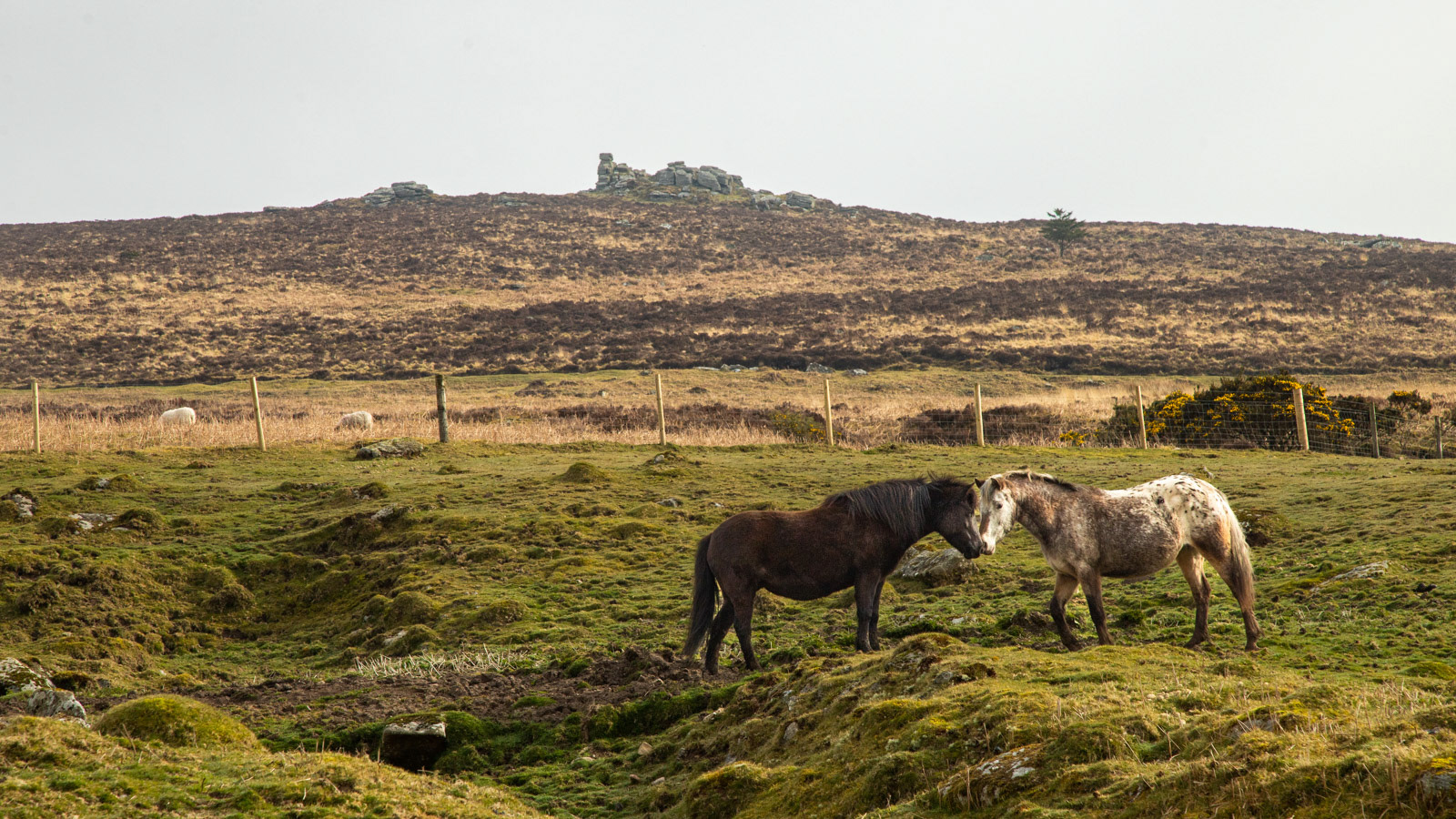 28th March 22: Ponies below Hookney Tor.