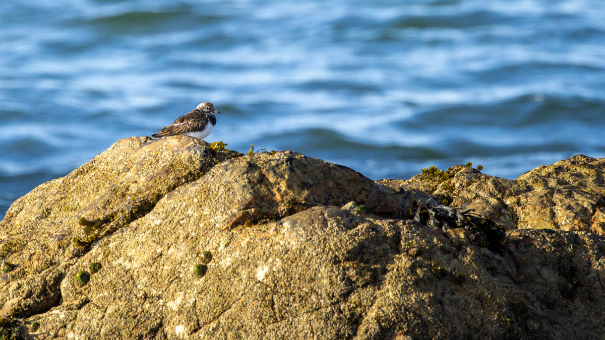 10th Oct: Turnstone 