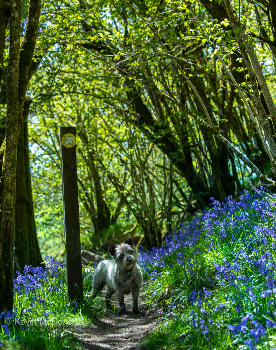 1st June 21: Bluebell Glade with Cairn Terrier on Holwell Lawn