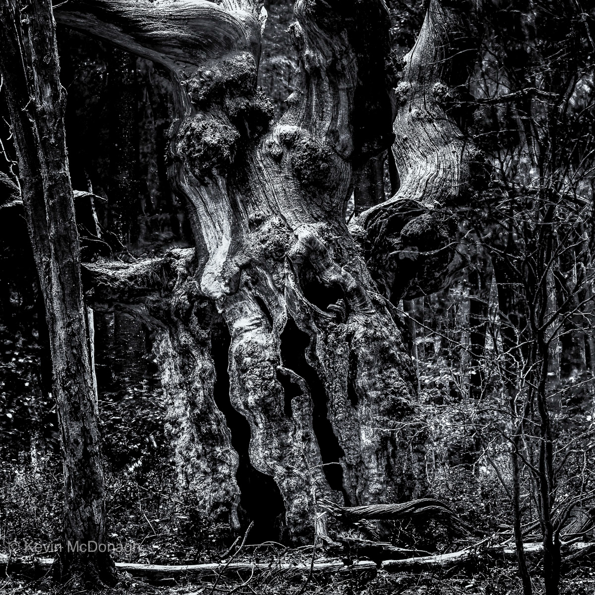 10 Oct 2020: 'Gargoyle' - Savarnake Forest, Wiltshire