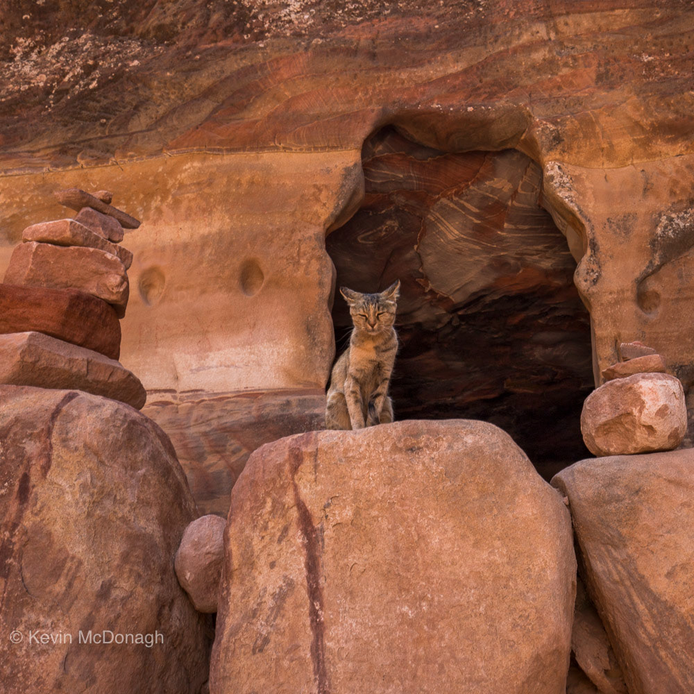 Sentinel at the Tomb