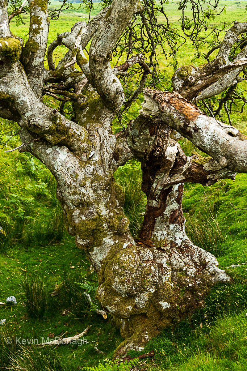 3 July 21: Moutain Ash above Venford Resevoir, Dartmoor