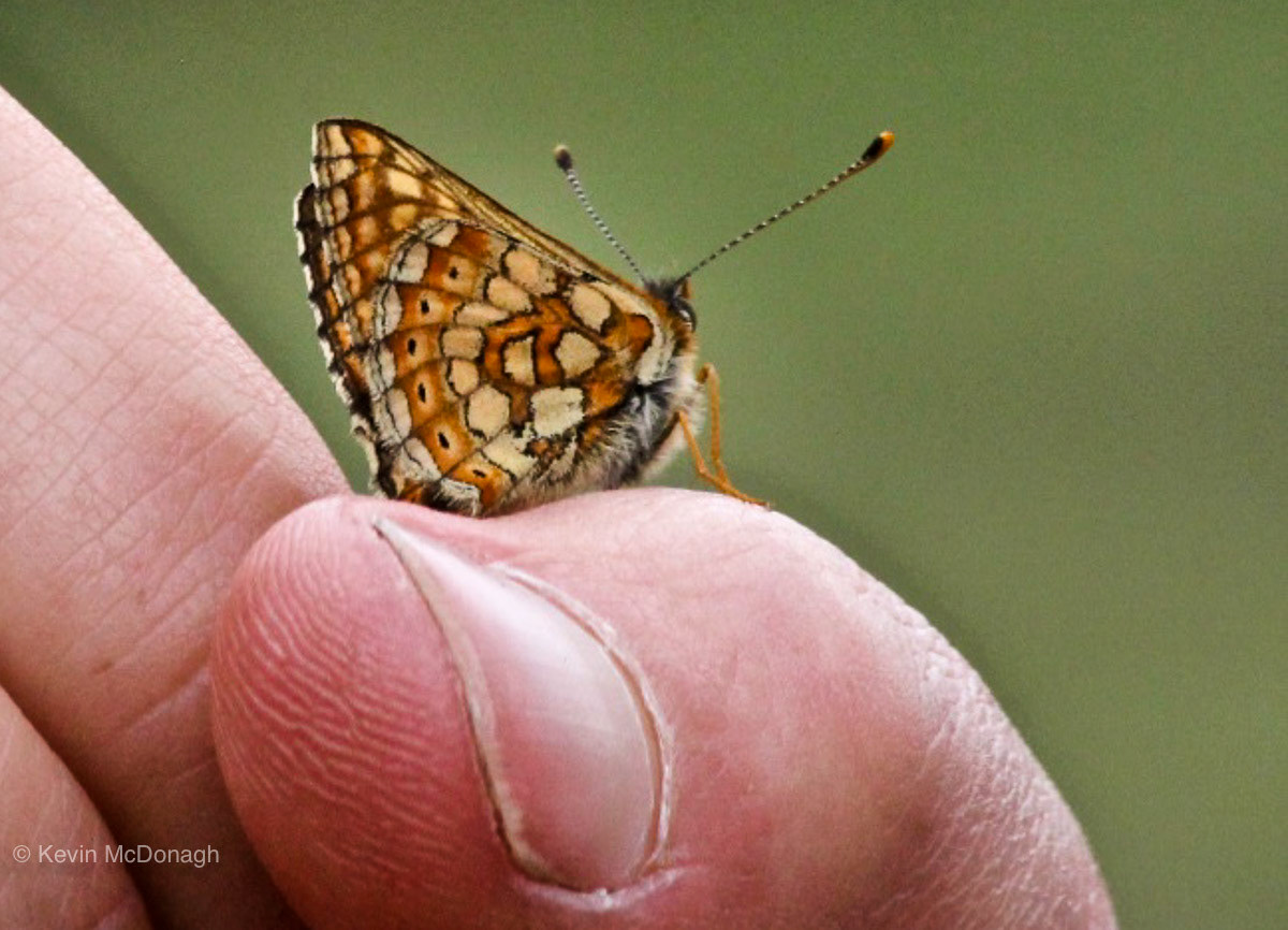 Marsh Fritillary, Devon Wildlife Trust Reserve