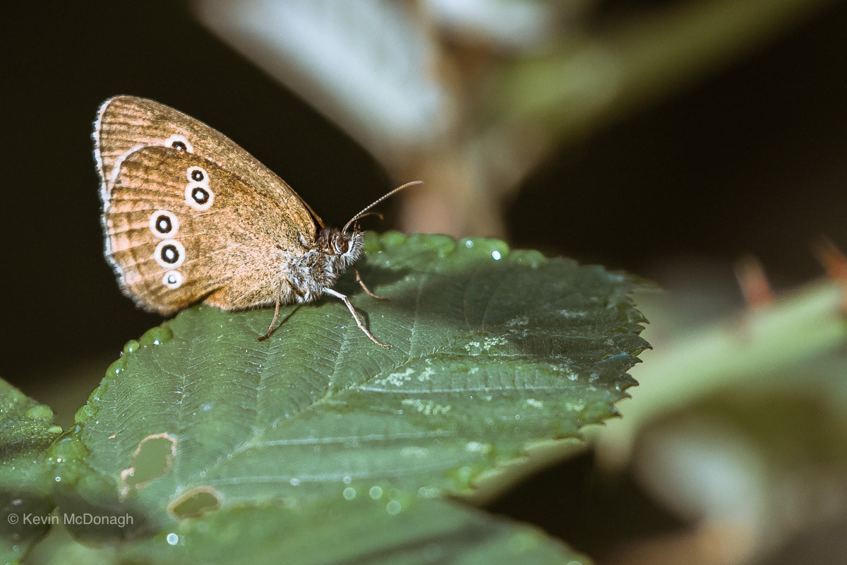 22nd July 21: Ringlet at Teigngrace Meadows, Devon