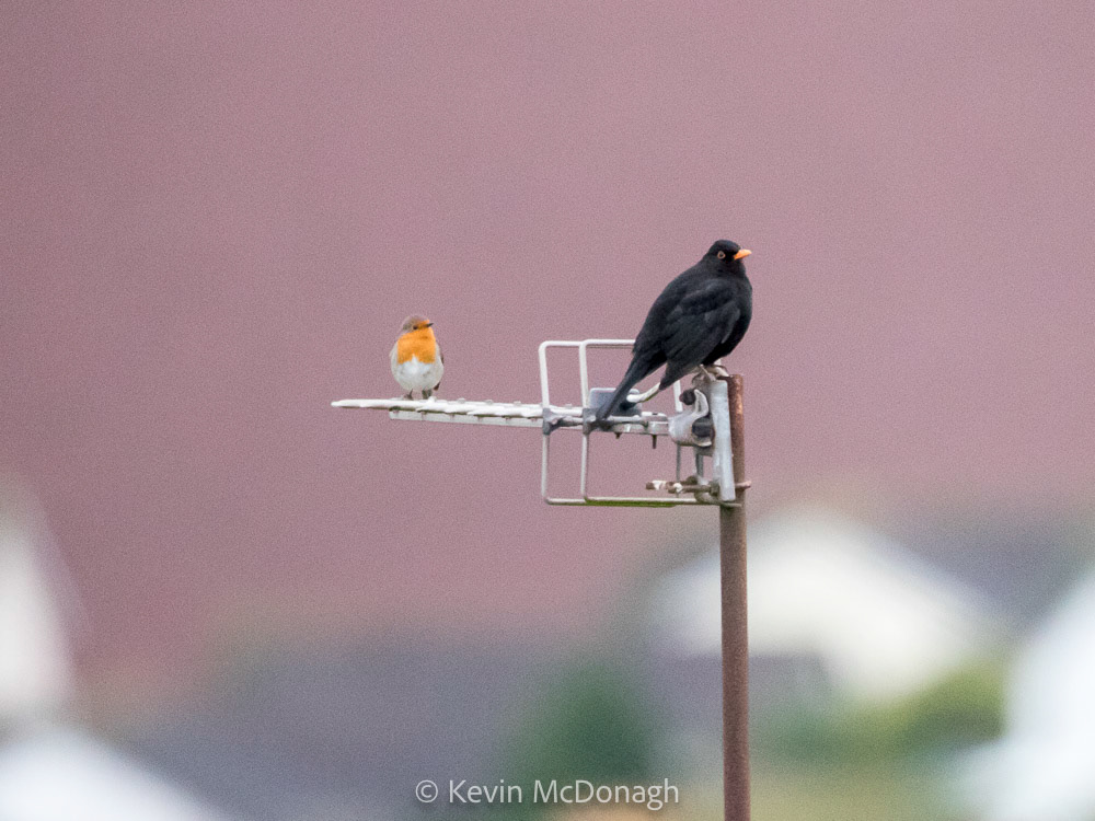 Robin and Blackbird