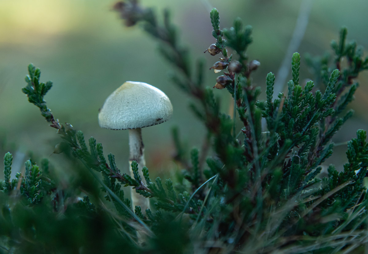 28 Nov 22: Aylesbeare Common, East Devon