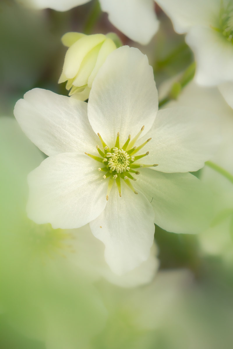24 April 22: Clematis