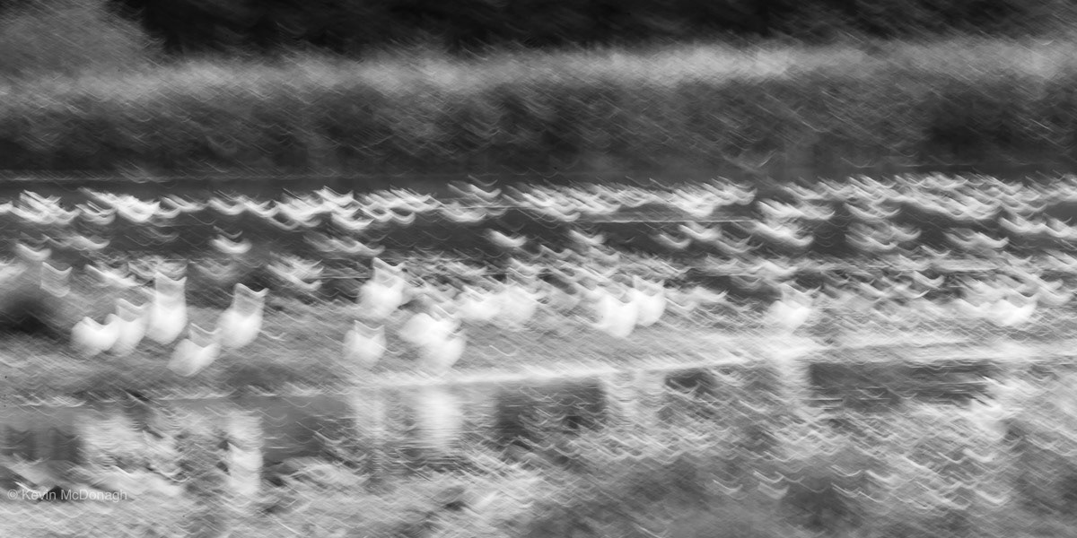 Birds on the Exe Estuary at dawn.