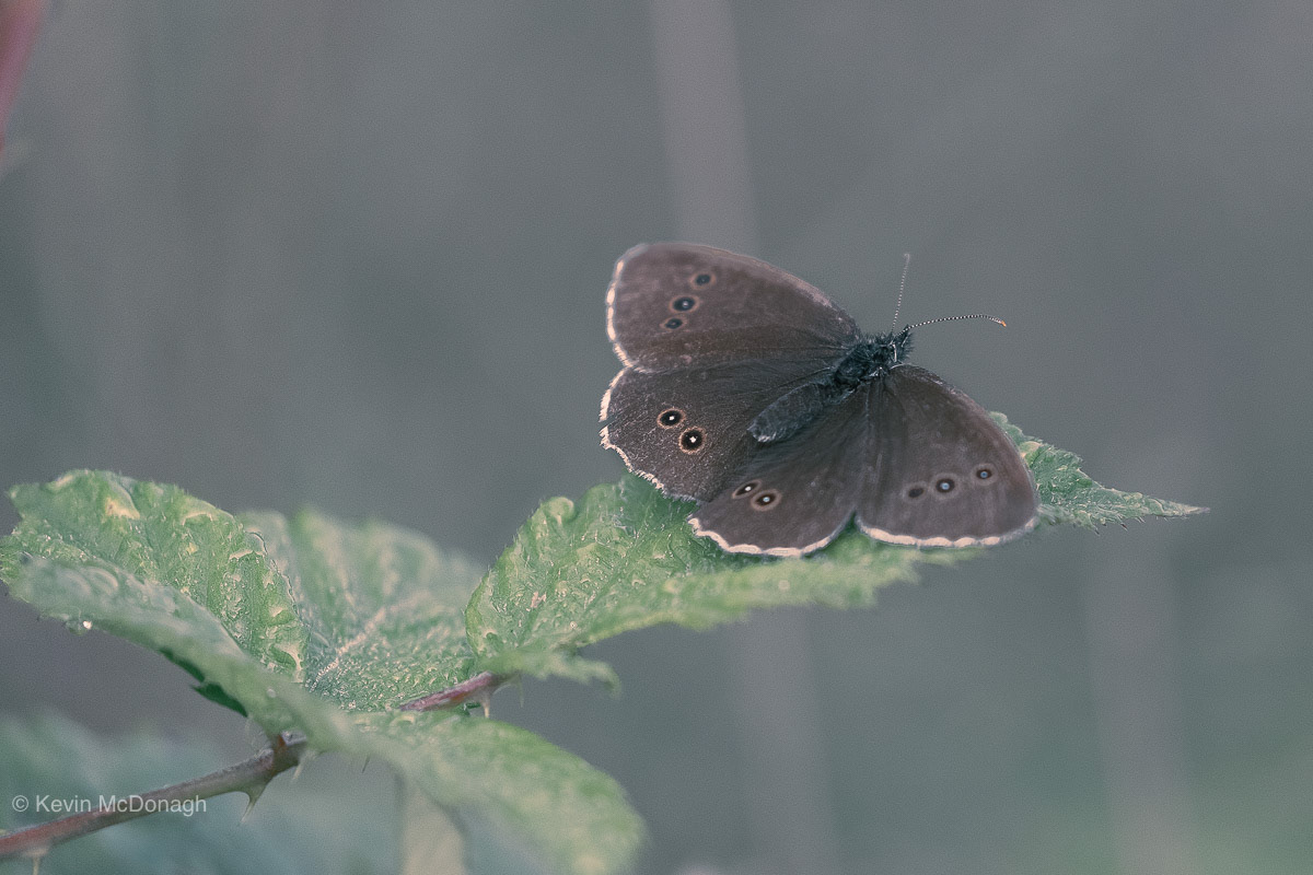 22nd July 21: Ringlet at Teigngrace Meadows, Devon