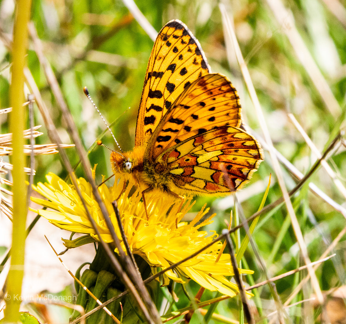 23 April 21: Pearl Bordered Fritillary at Drogo Castle