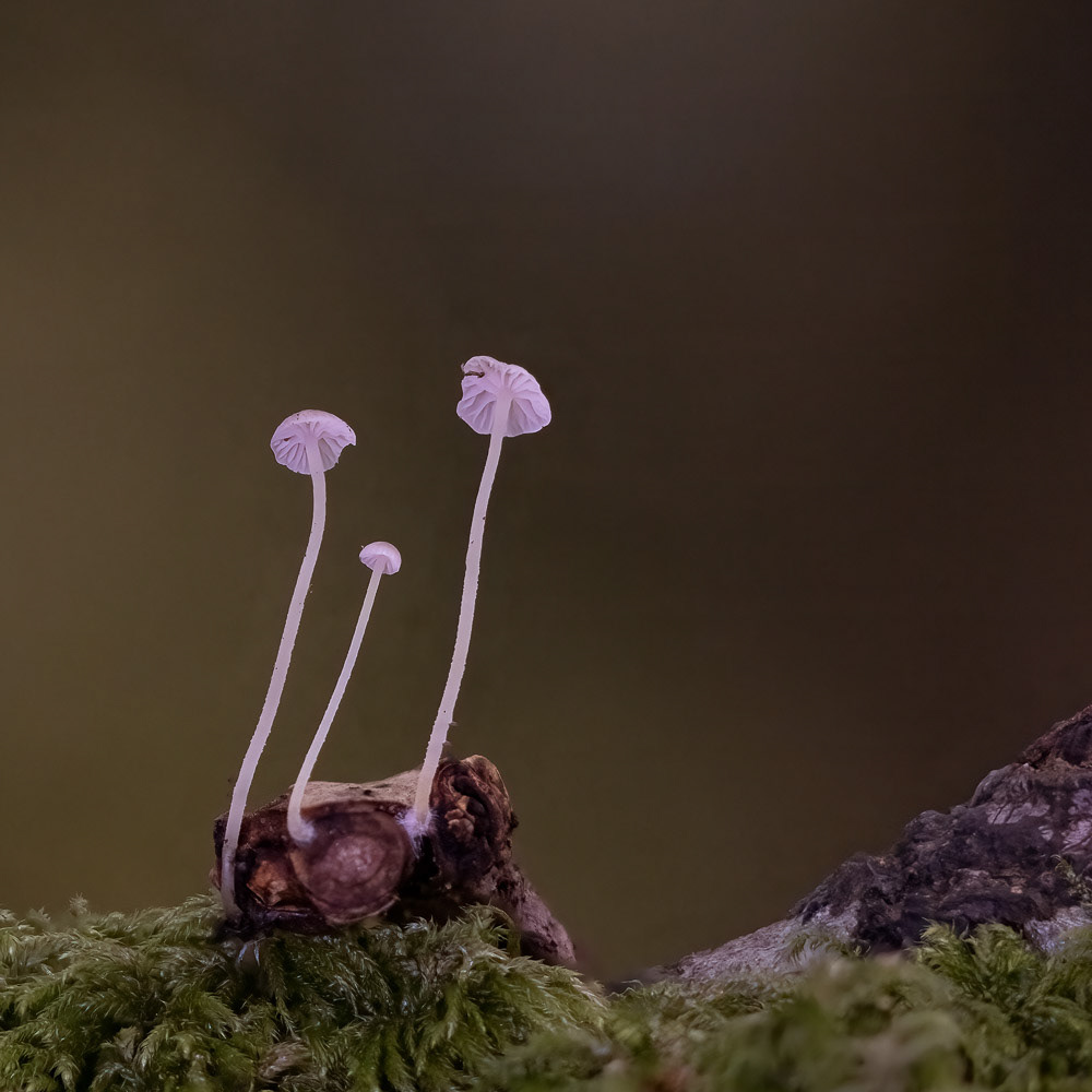 30 Oct 24: Parke, Devon30 Oct 24: Parke,, Devon