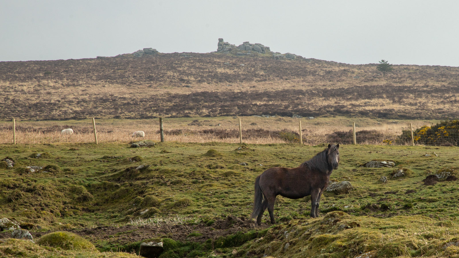 28th March 22: Pony below Hookney Tor.