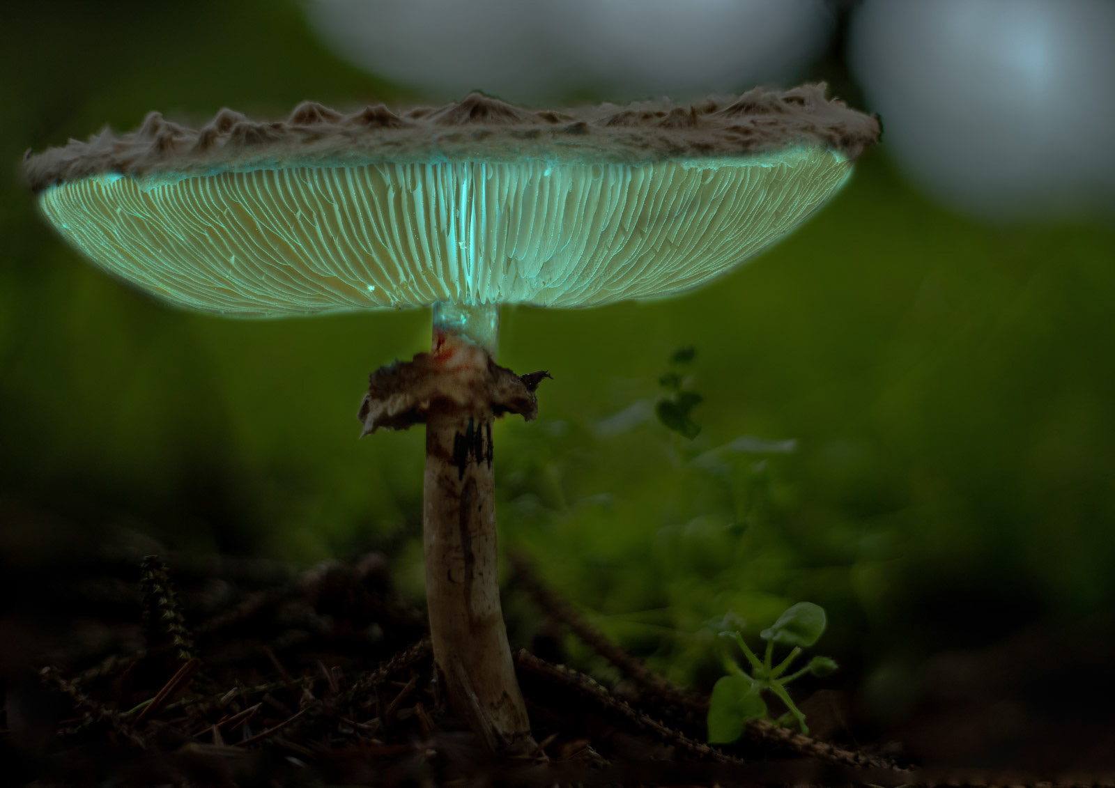 13th Oct: Glowing Parasol