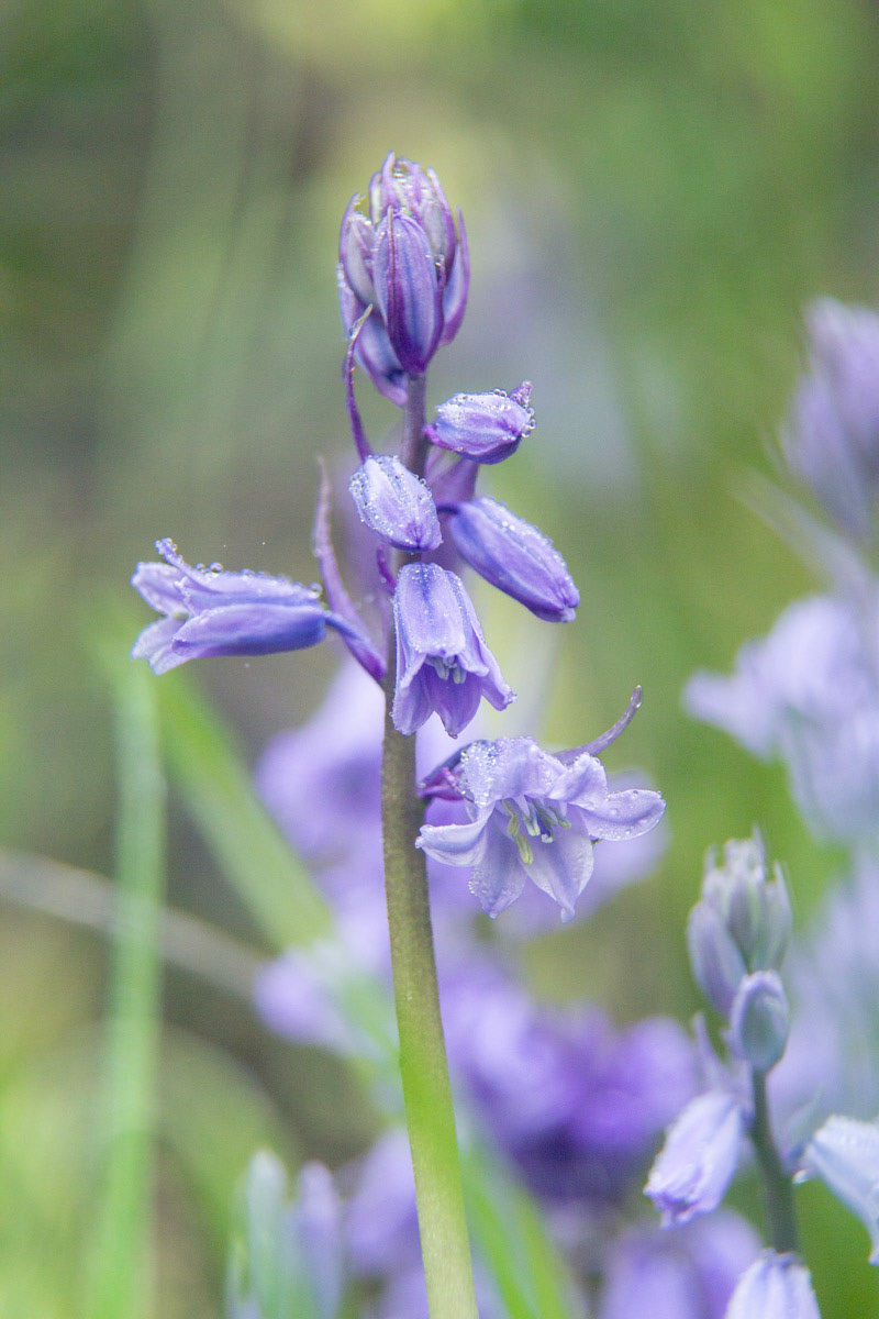 15 April 22: Bluebells