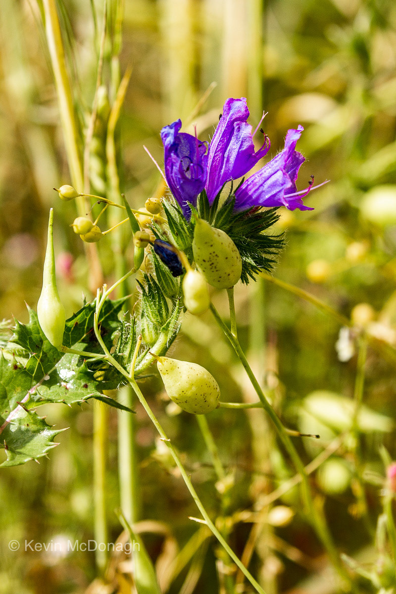 9 Aug 21: Vioer's Buglosses