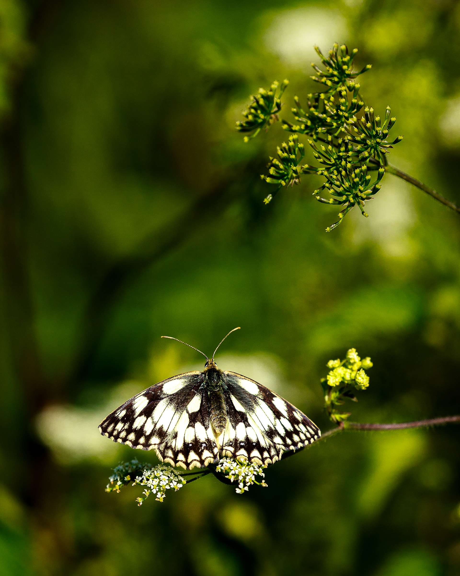 Marbled White
