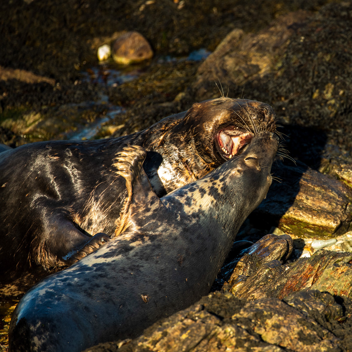 15th Oct: Image 6 - Mum confronts the male and with a few bites of his flipper persuades him he's not welcome.