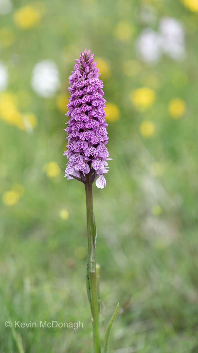 18 June 21: Southern Marsh Orchid