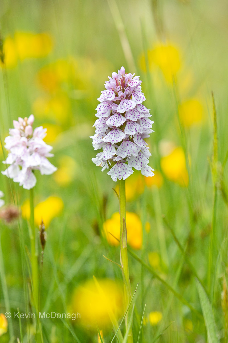 18 June 21: Heath Spotted Orchid