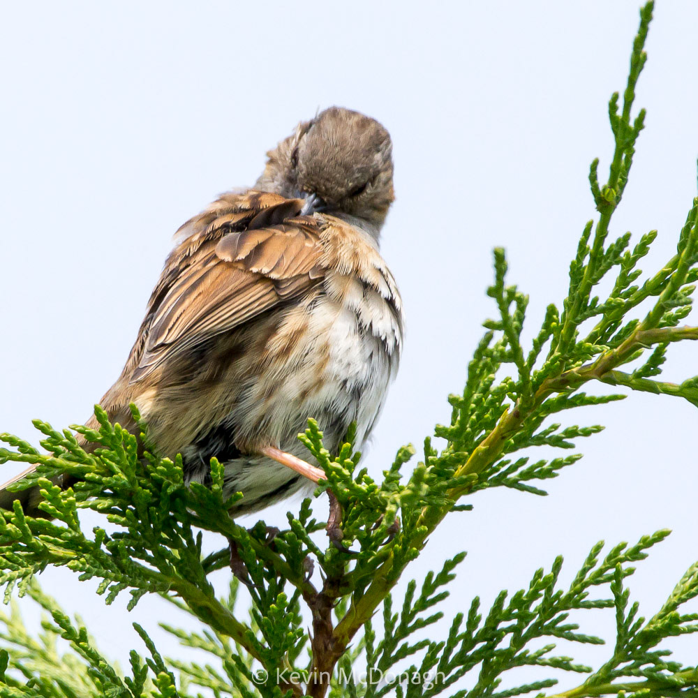 Dunnock