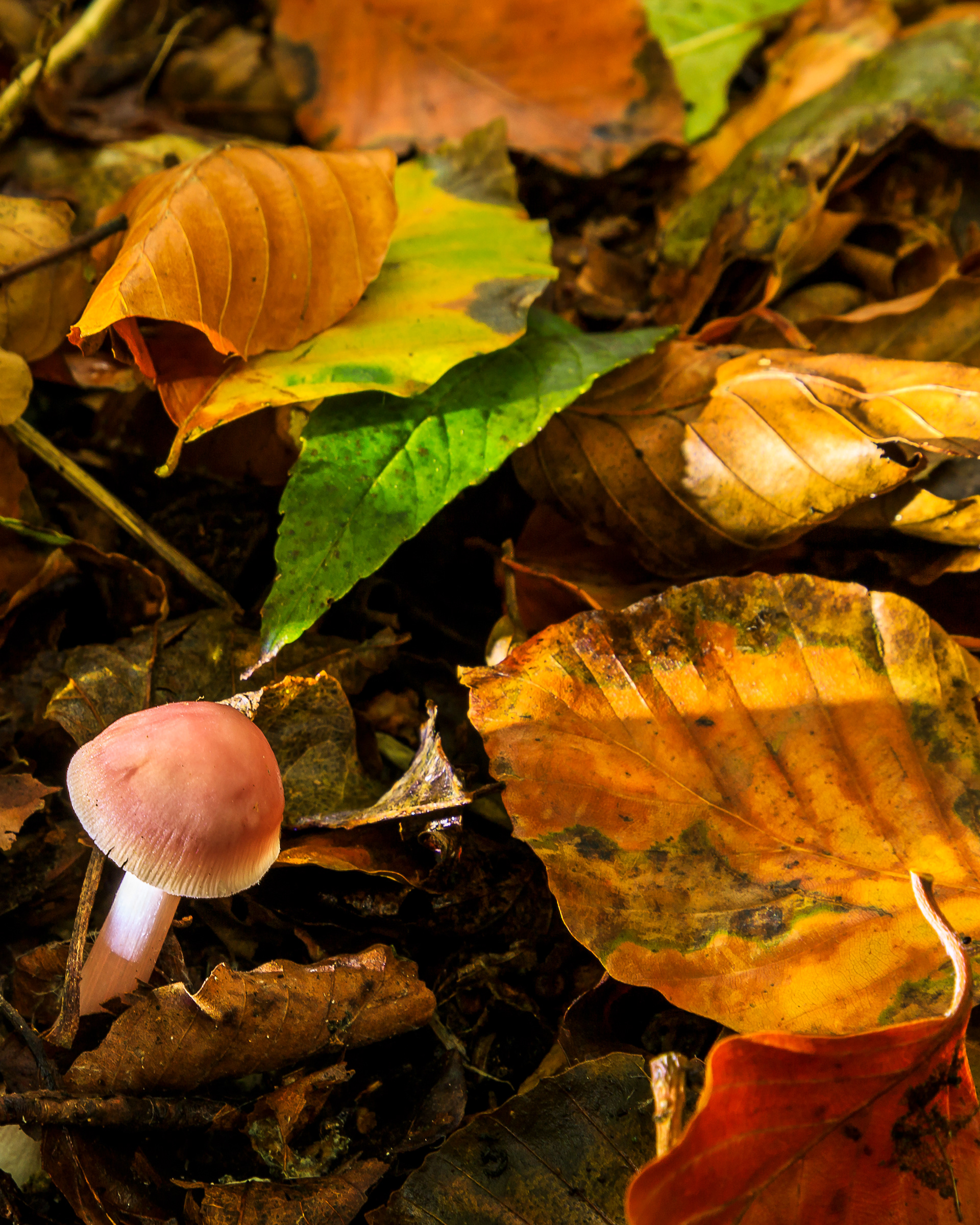 Mycena pura