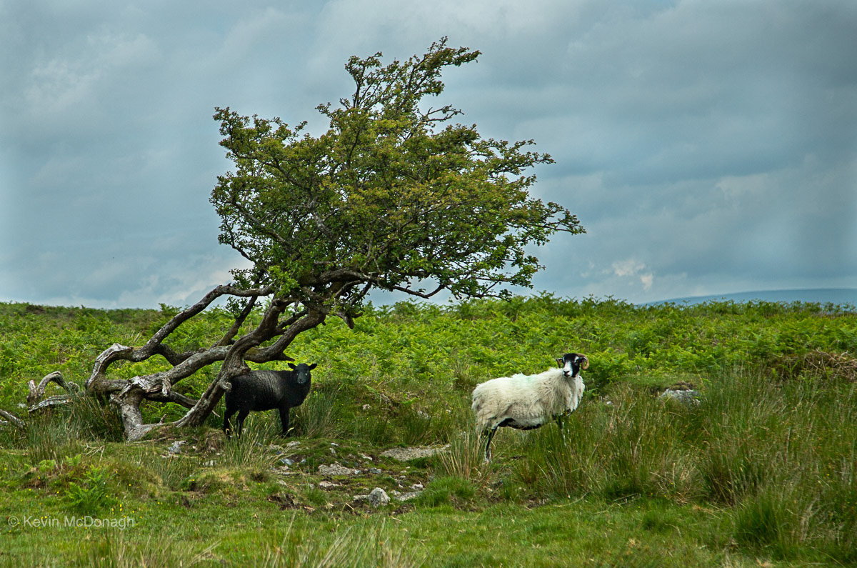 3 July 21: Dartmoor Sheep and Hawthorn -  above Venford Resevoir, Dartmoor