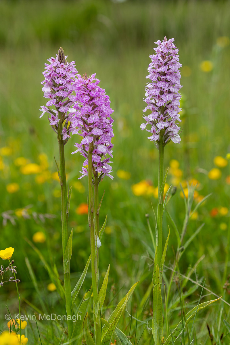 18 June 21: Southern Marsh Orchid