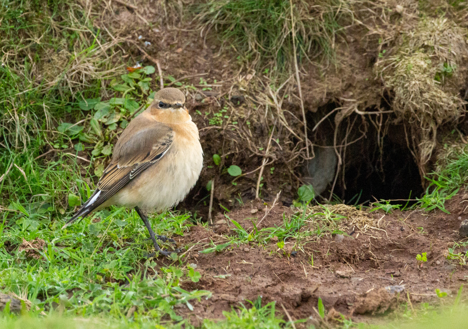 11th Oct: Wheatear