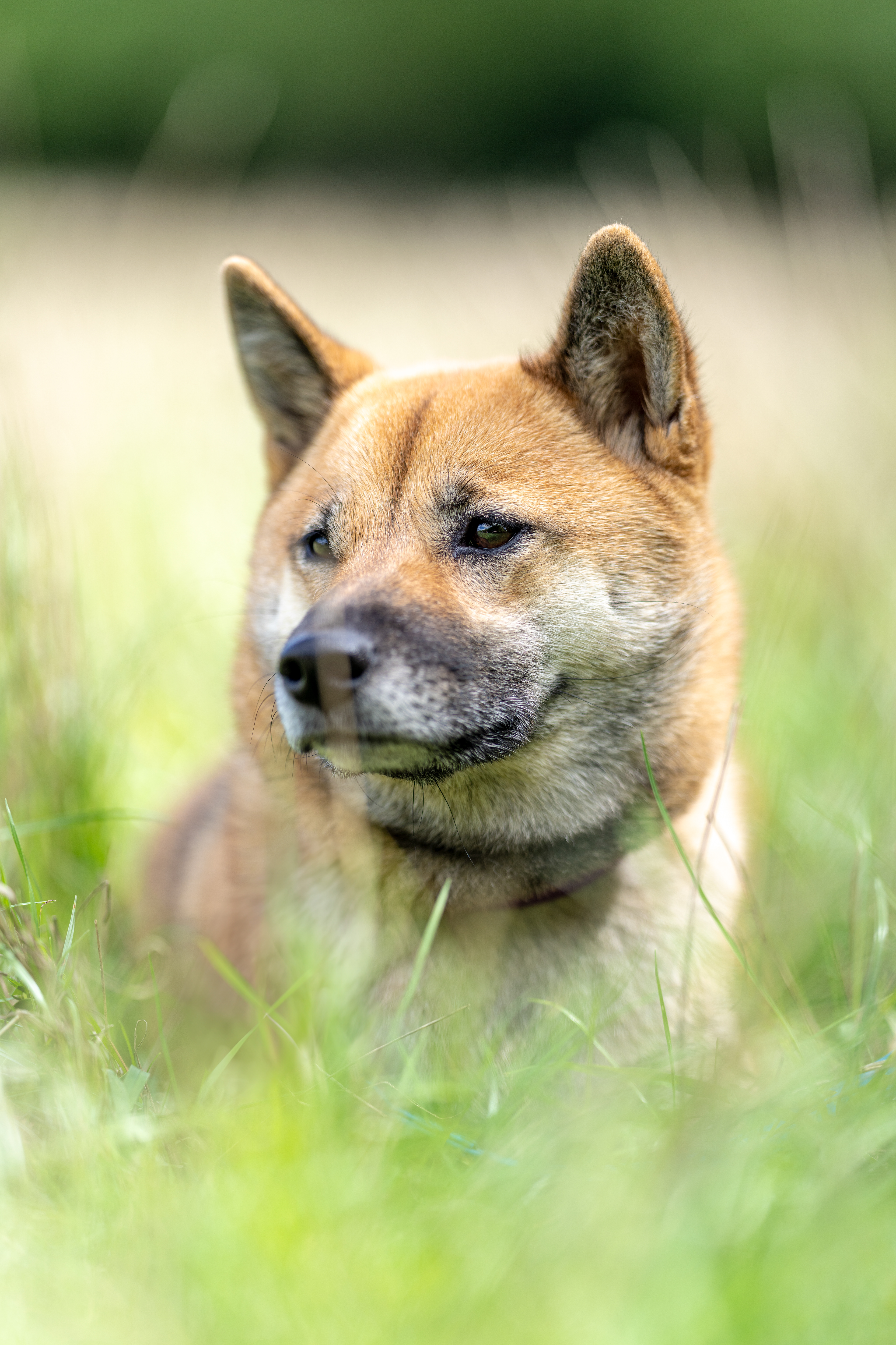 Shiba - Vincennes 2024