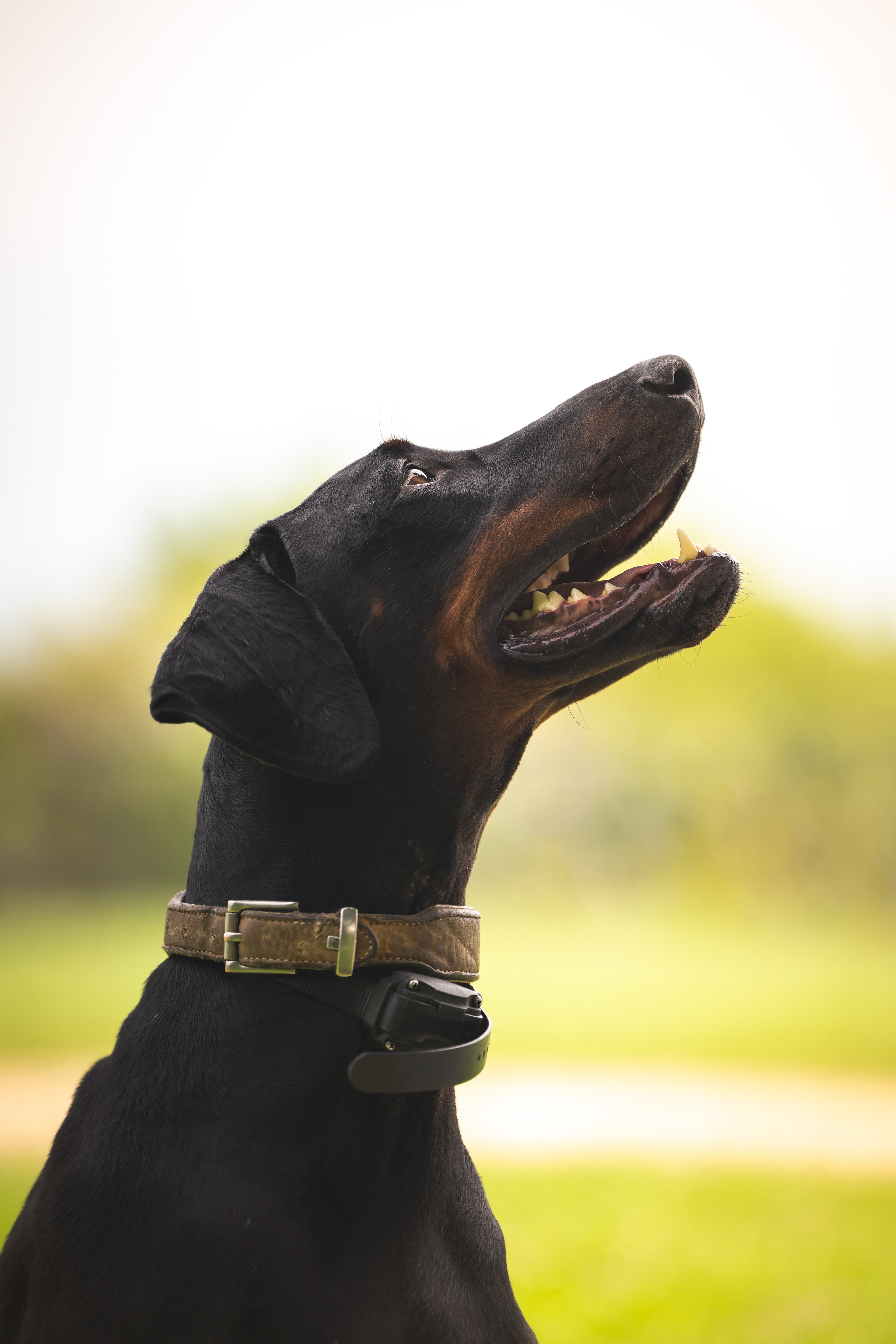 Doberman - France 2024