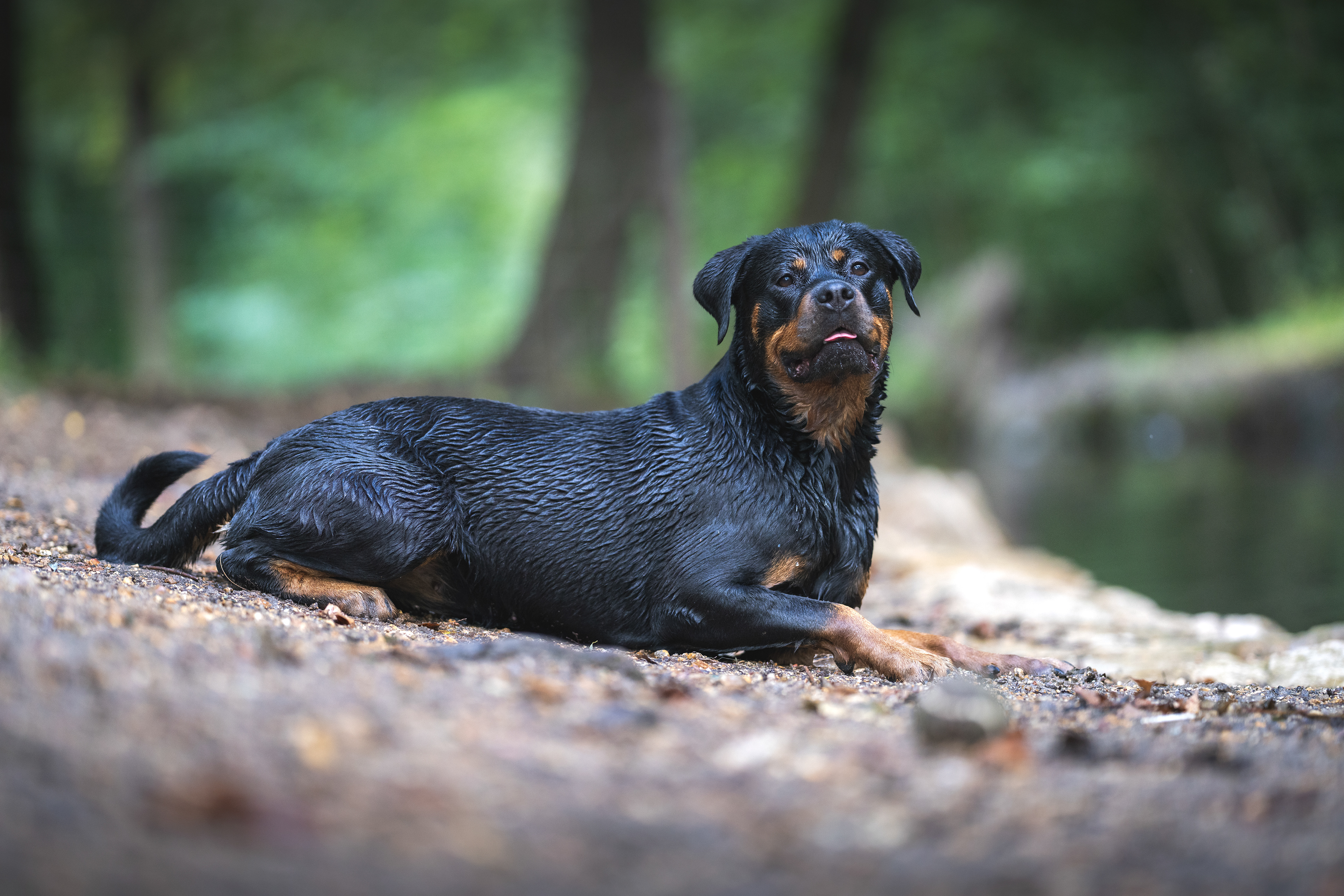 Rottweiler - Vincennes 2023