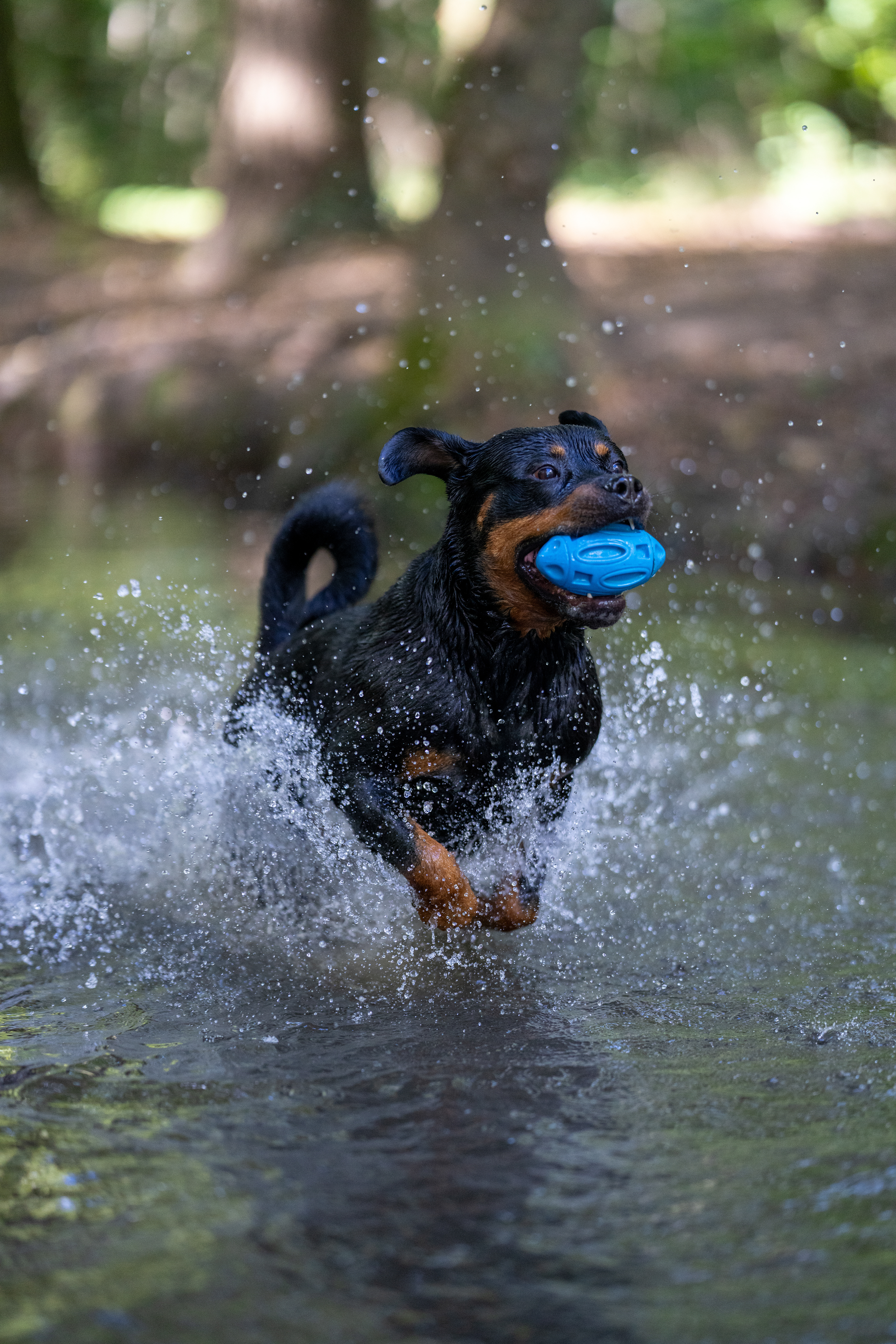 Rottweiler - Vincennes 2023
