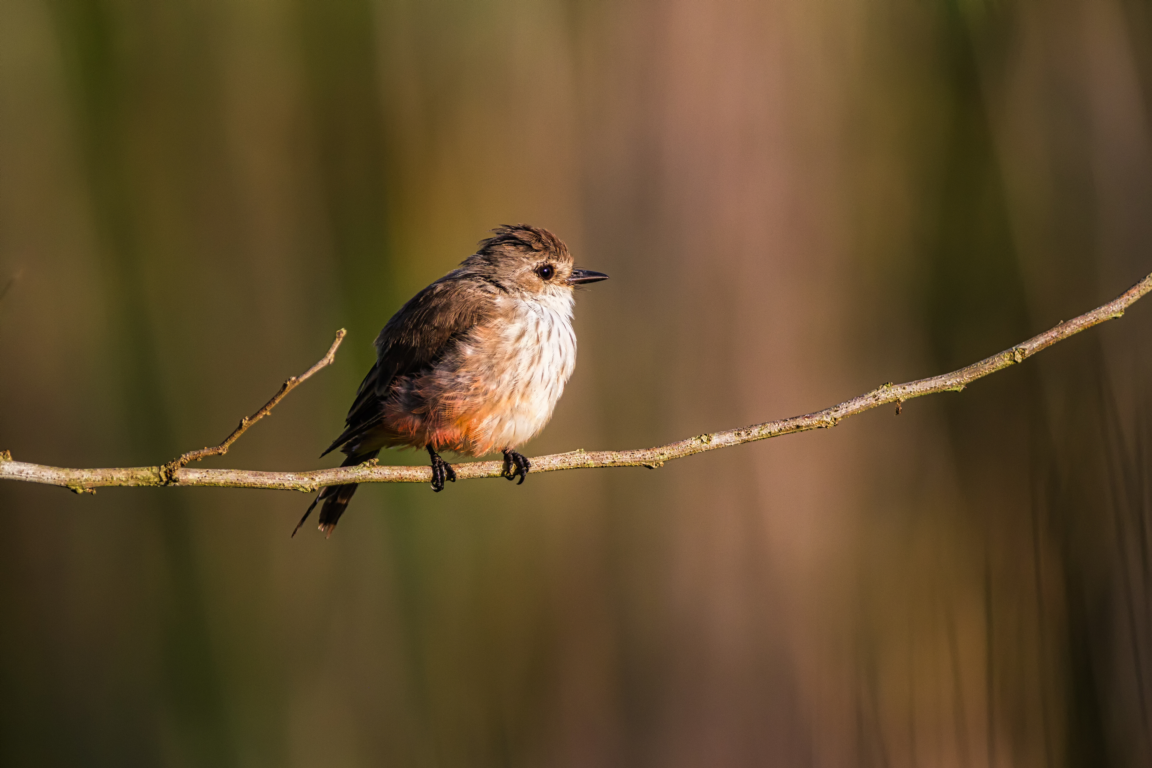 Vermillion Flycatcher