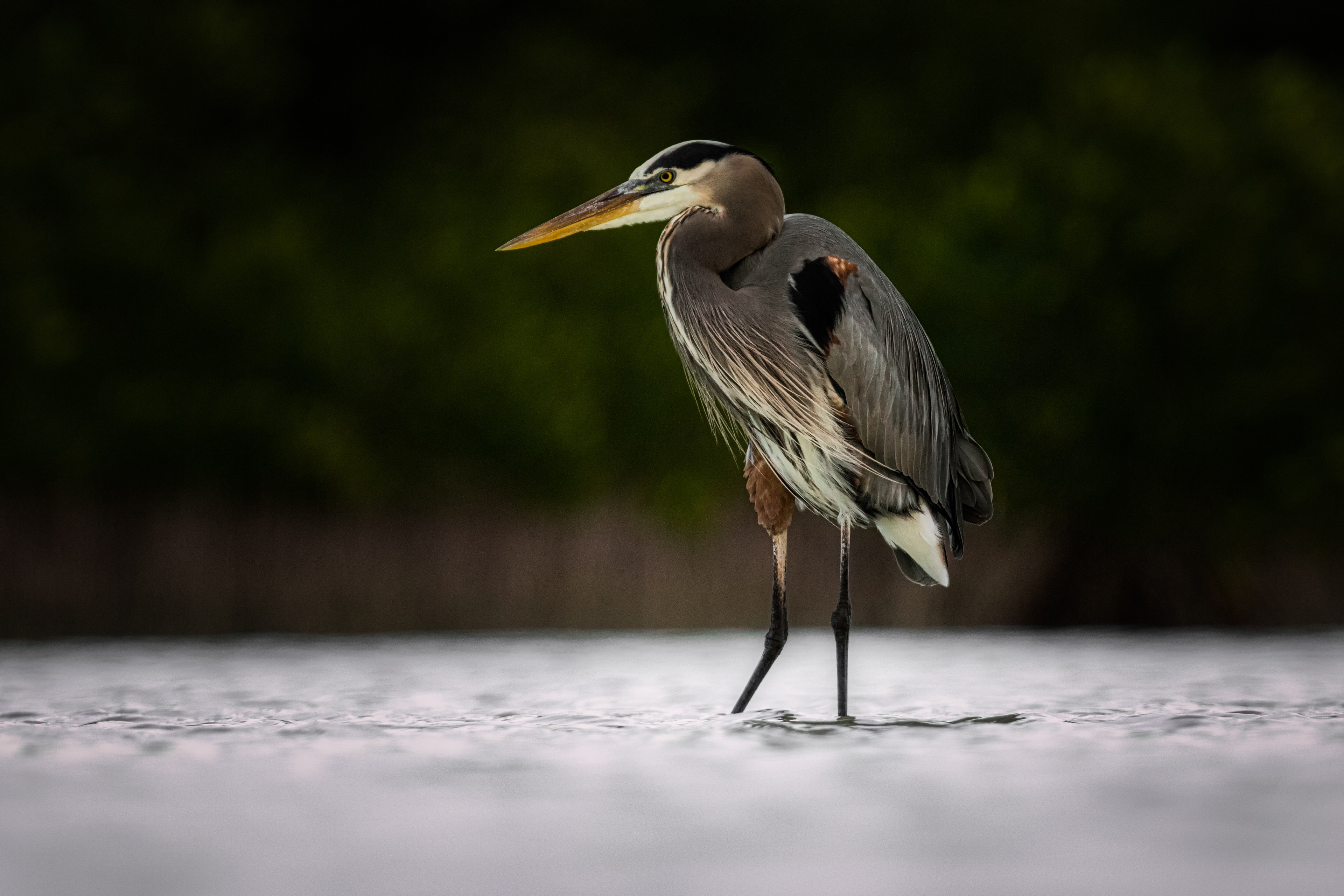 Great Blue Heron