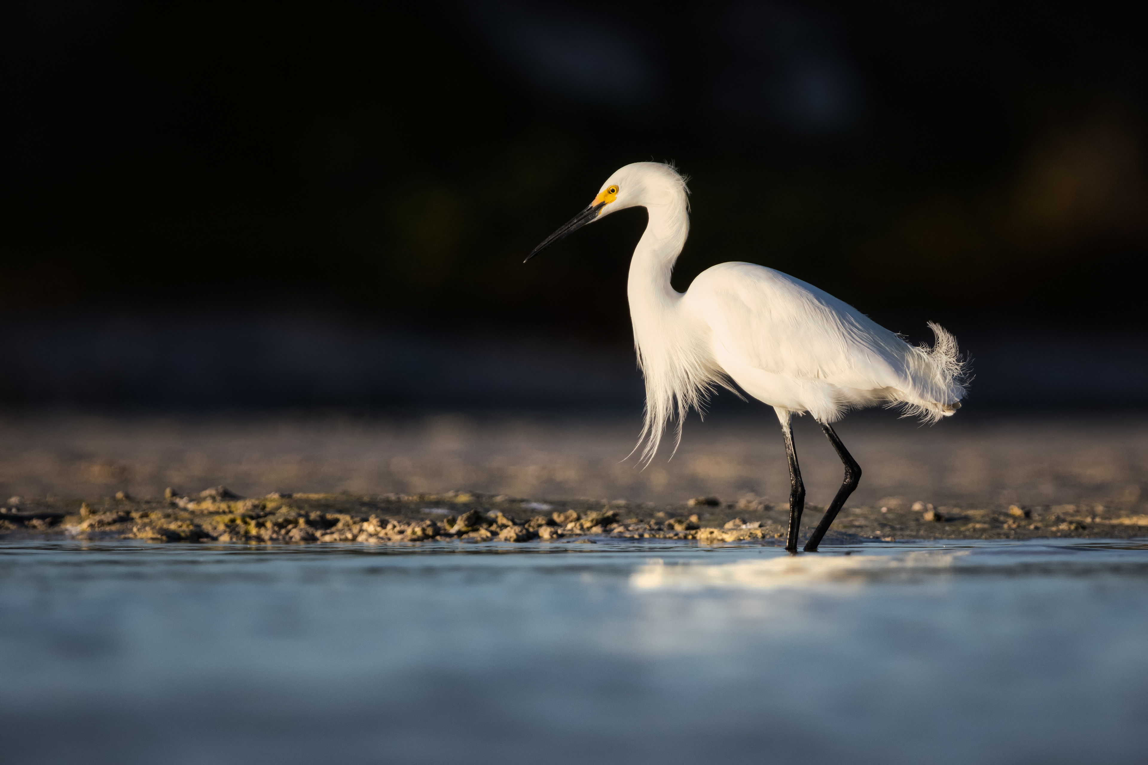 Snowy Egret
