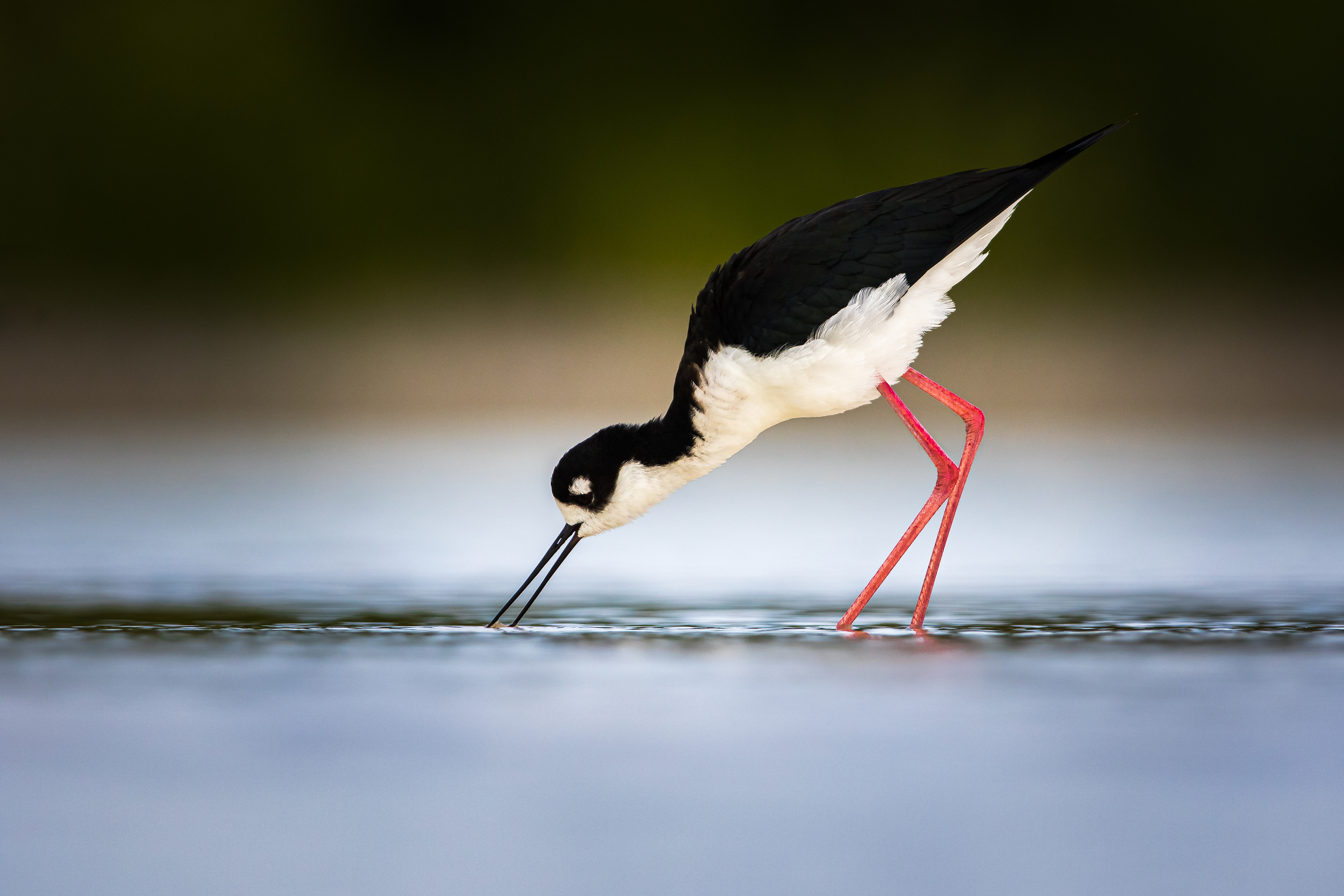 Black-necked Stilt