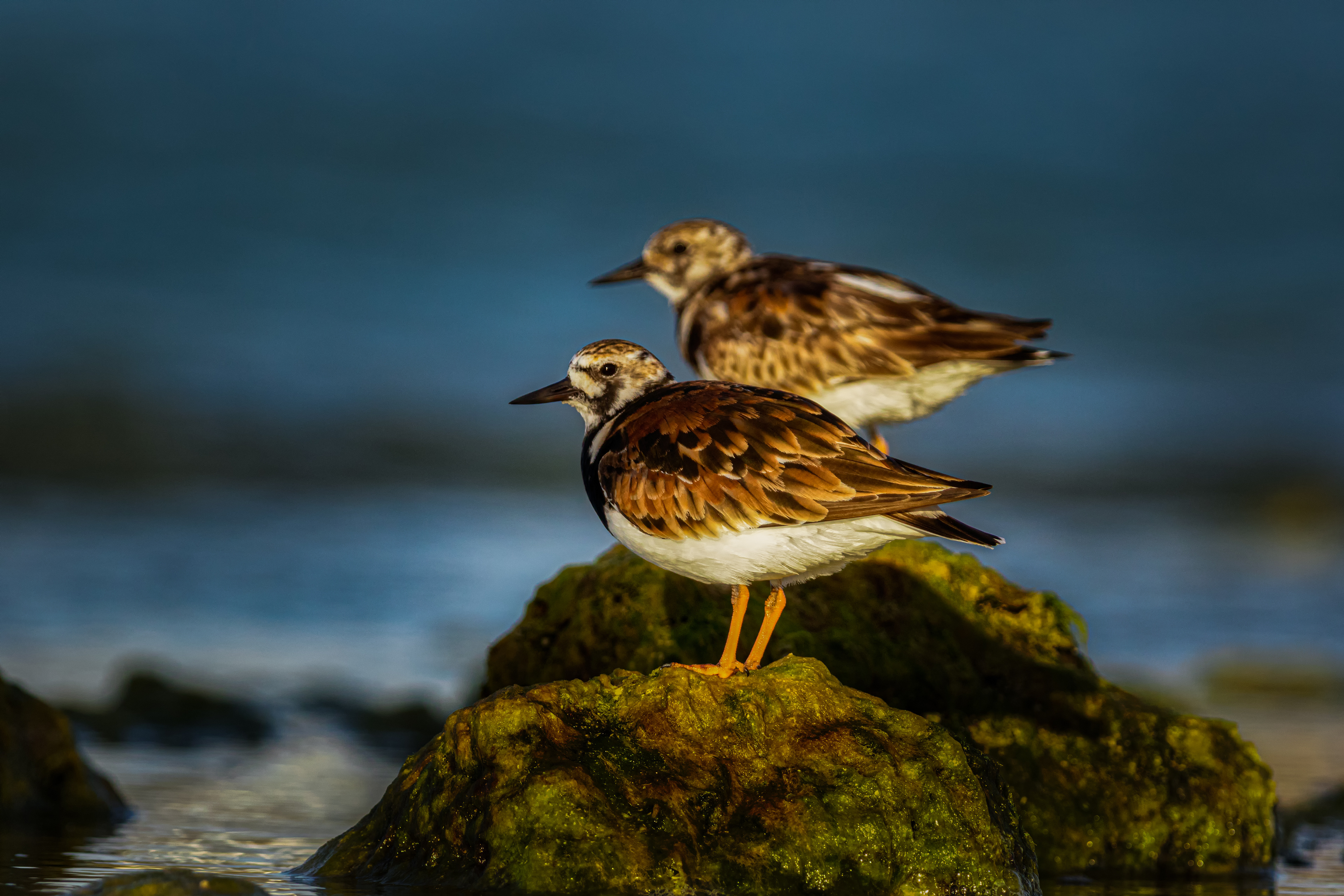 Ruddy Turnstone