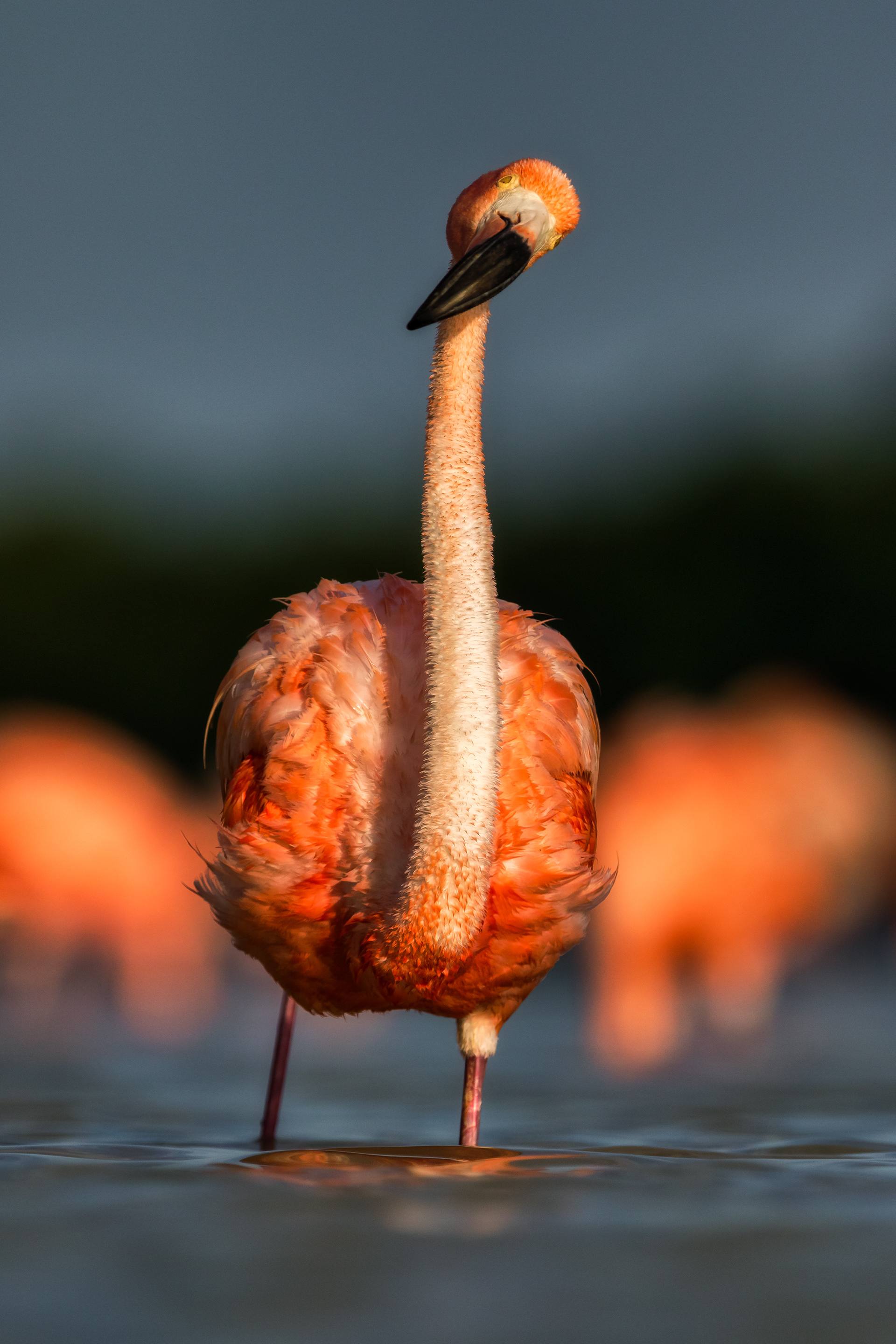 American Flamingo