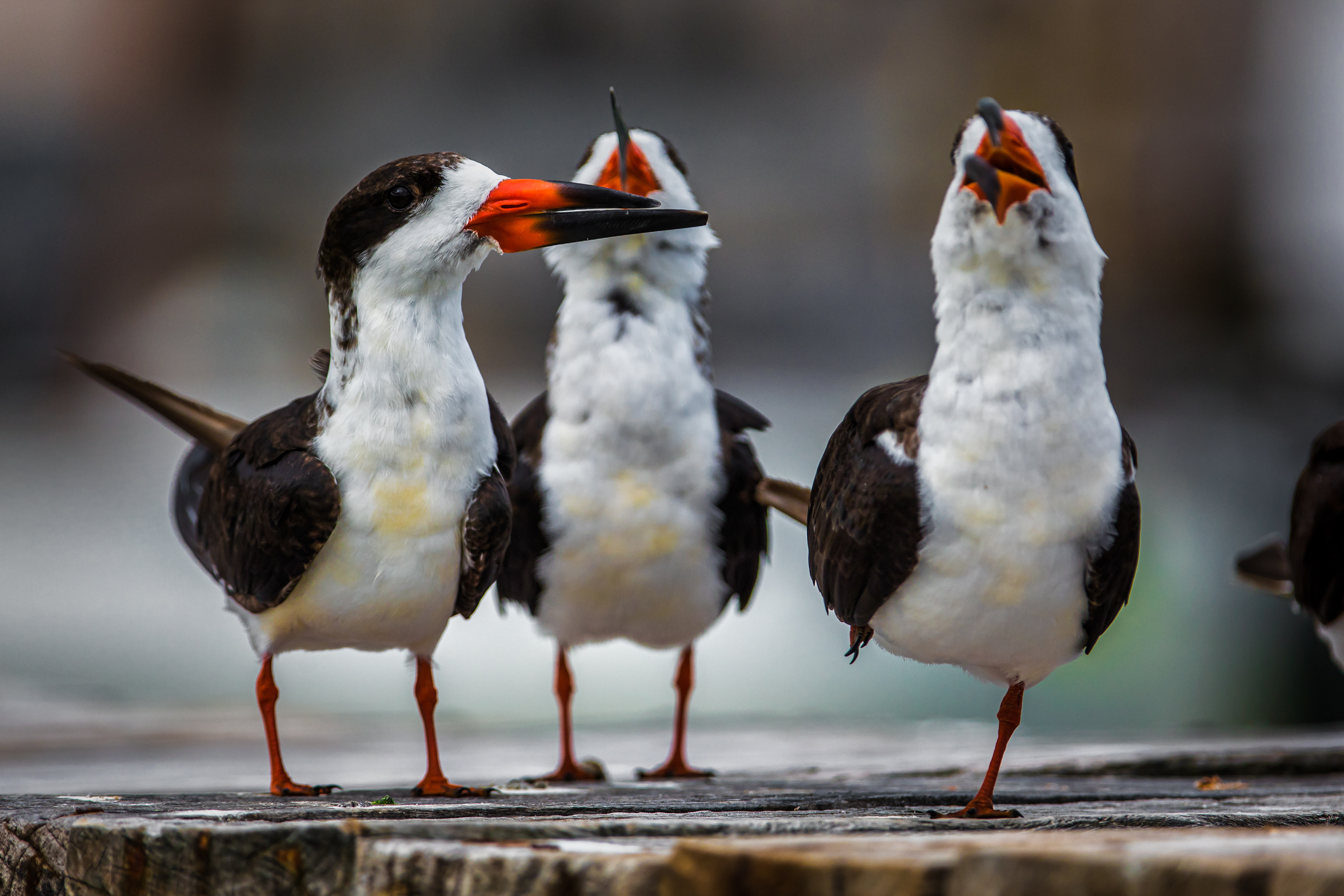 Black Skimmer