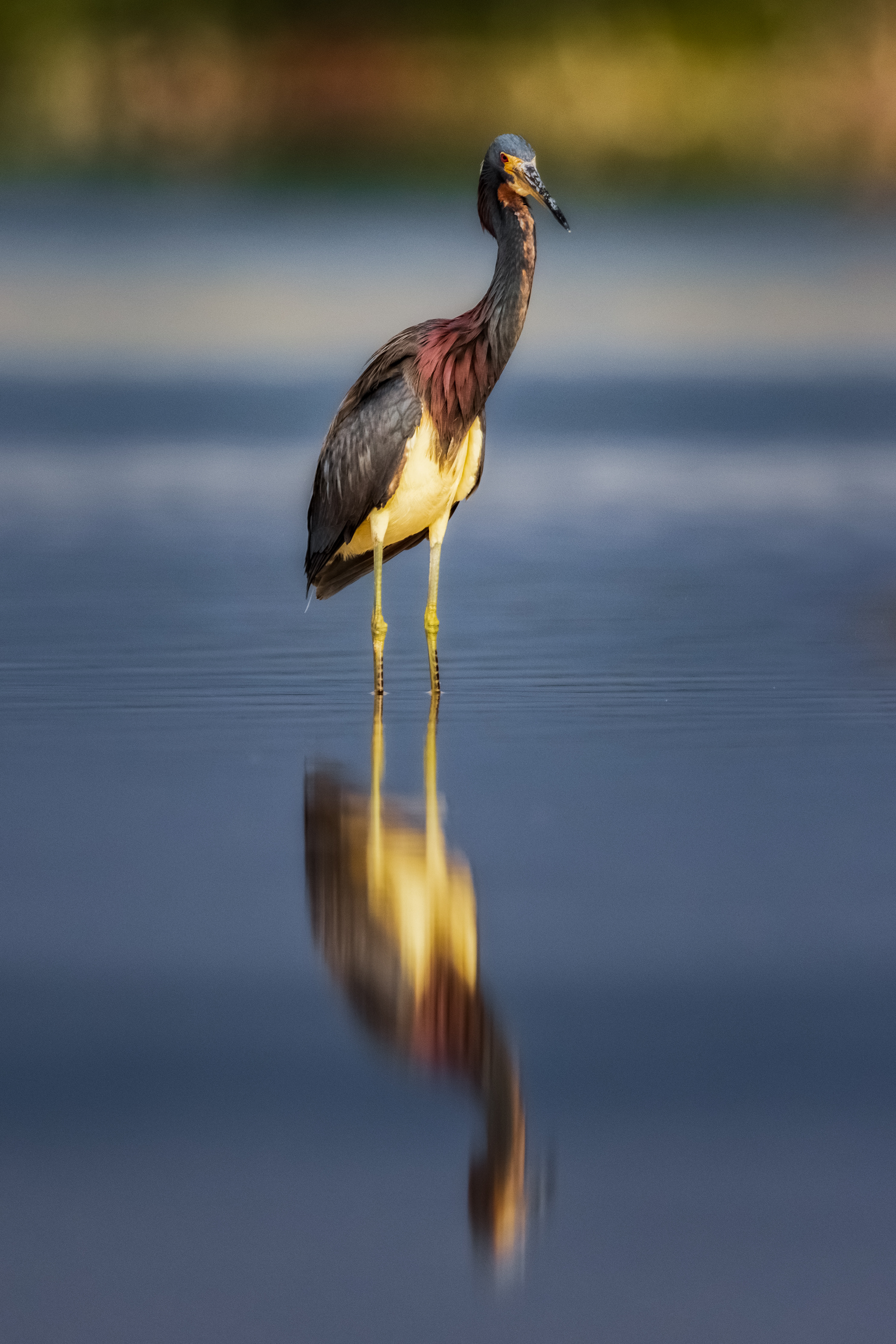 Tricolored Heron