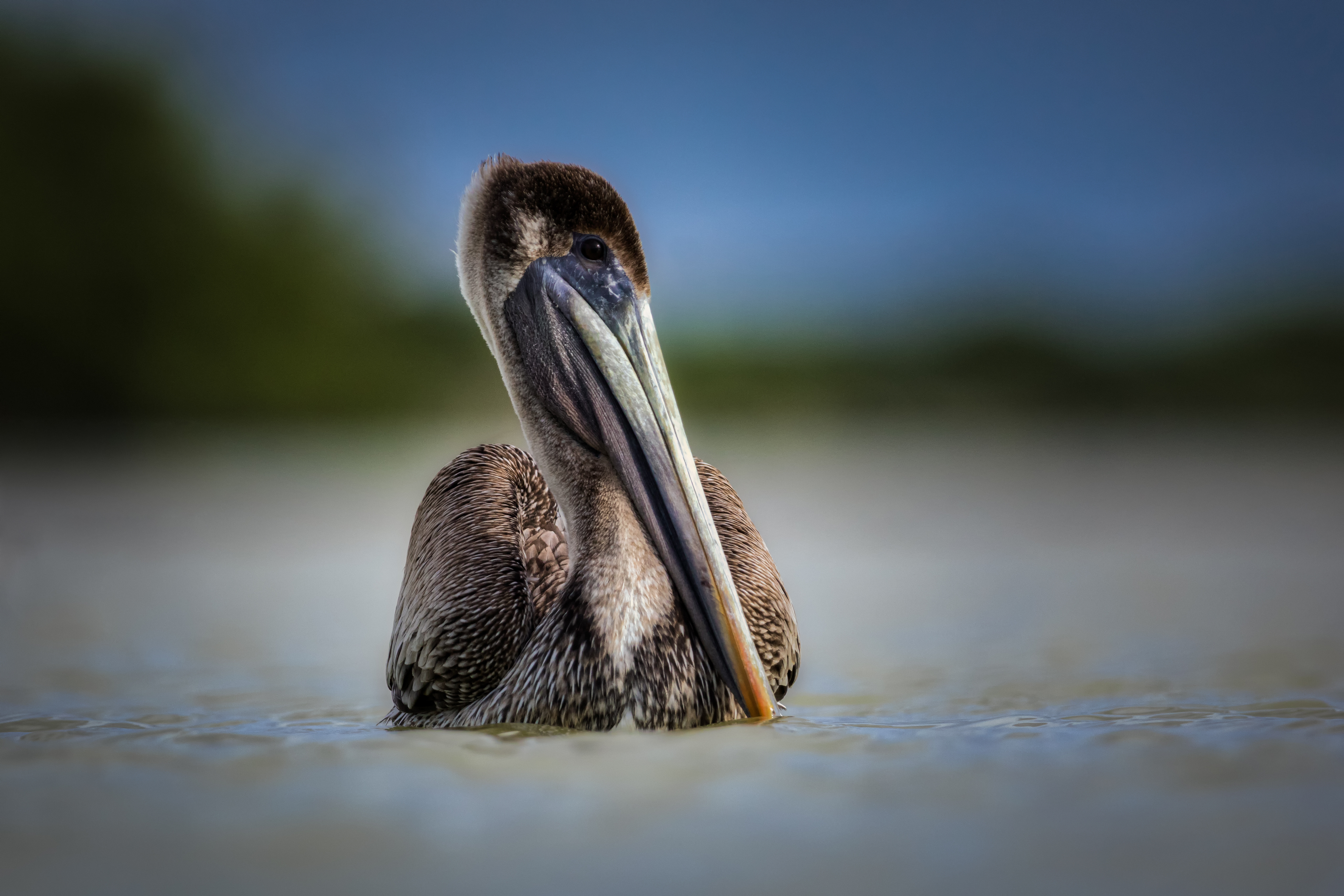 Brown Pelican