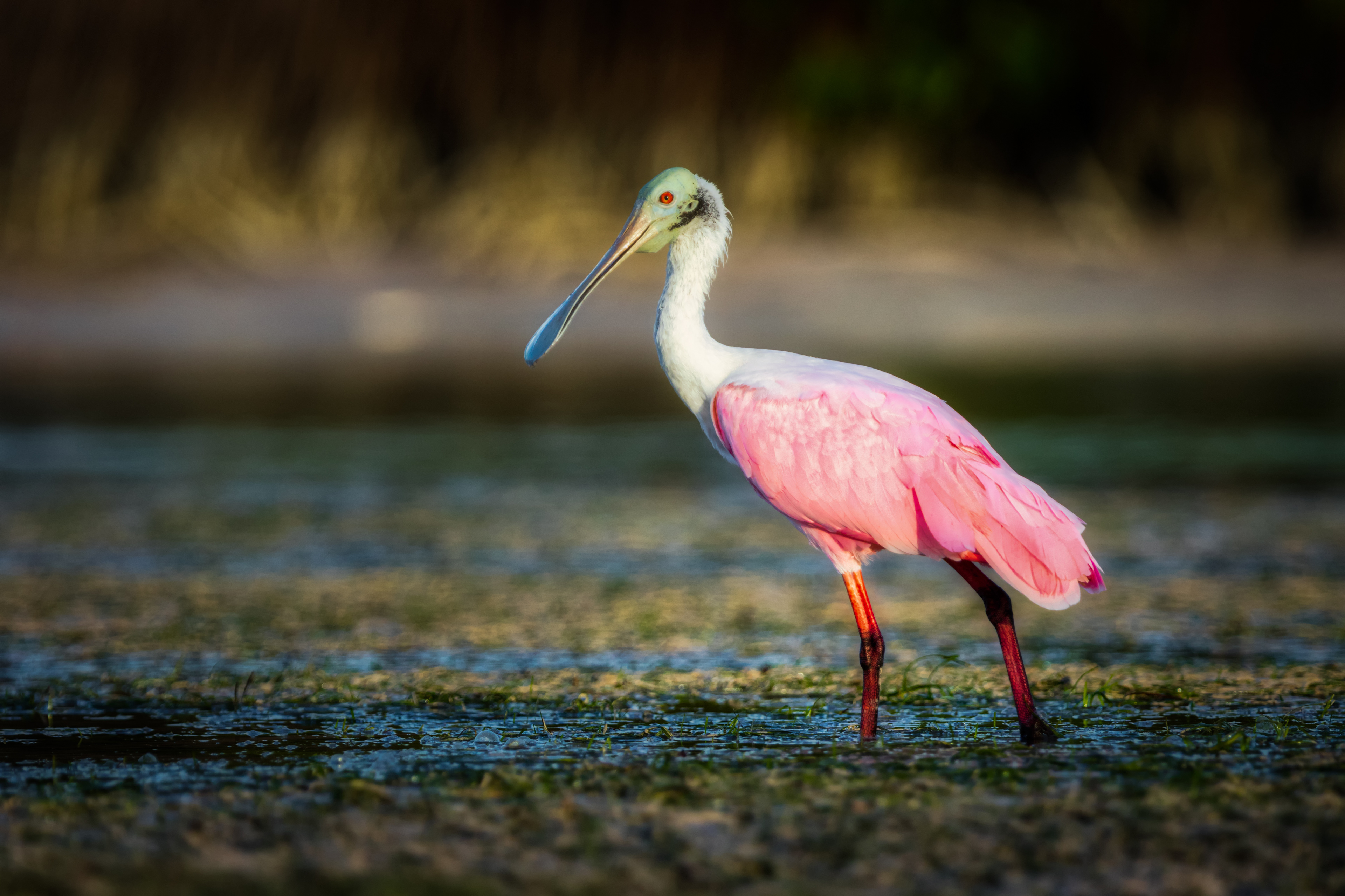 Roseate Spoonbill