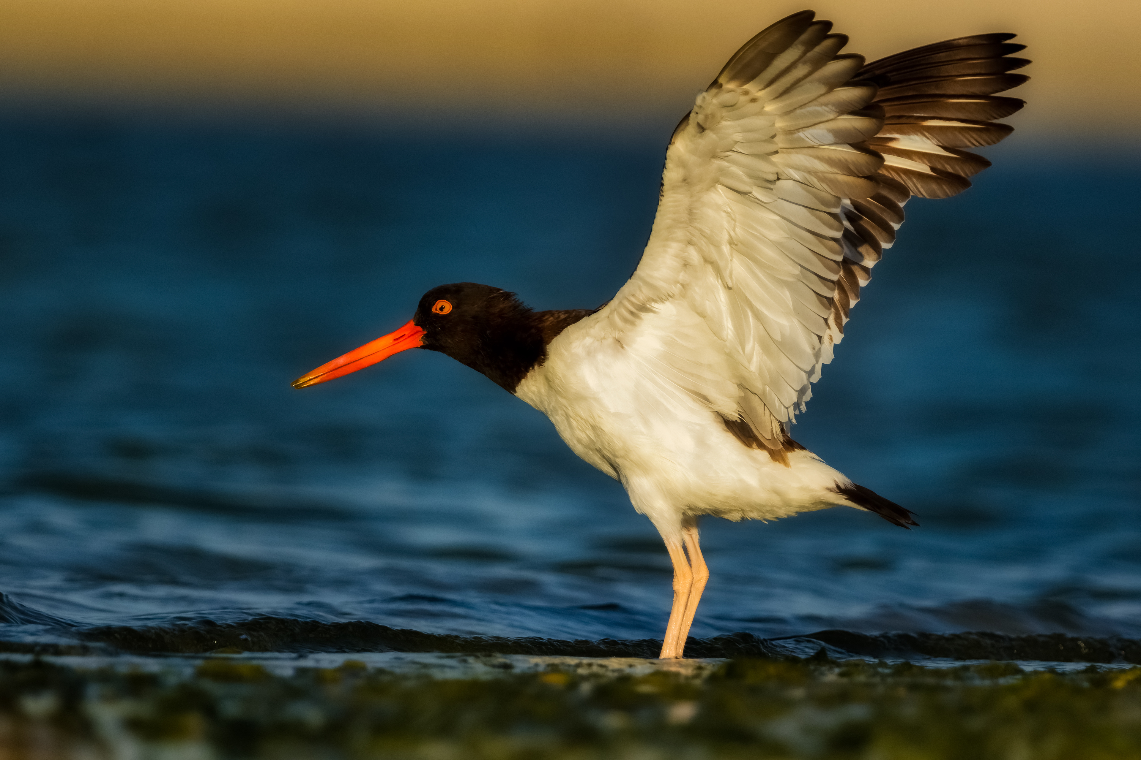 American Oystercatcher