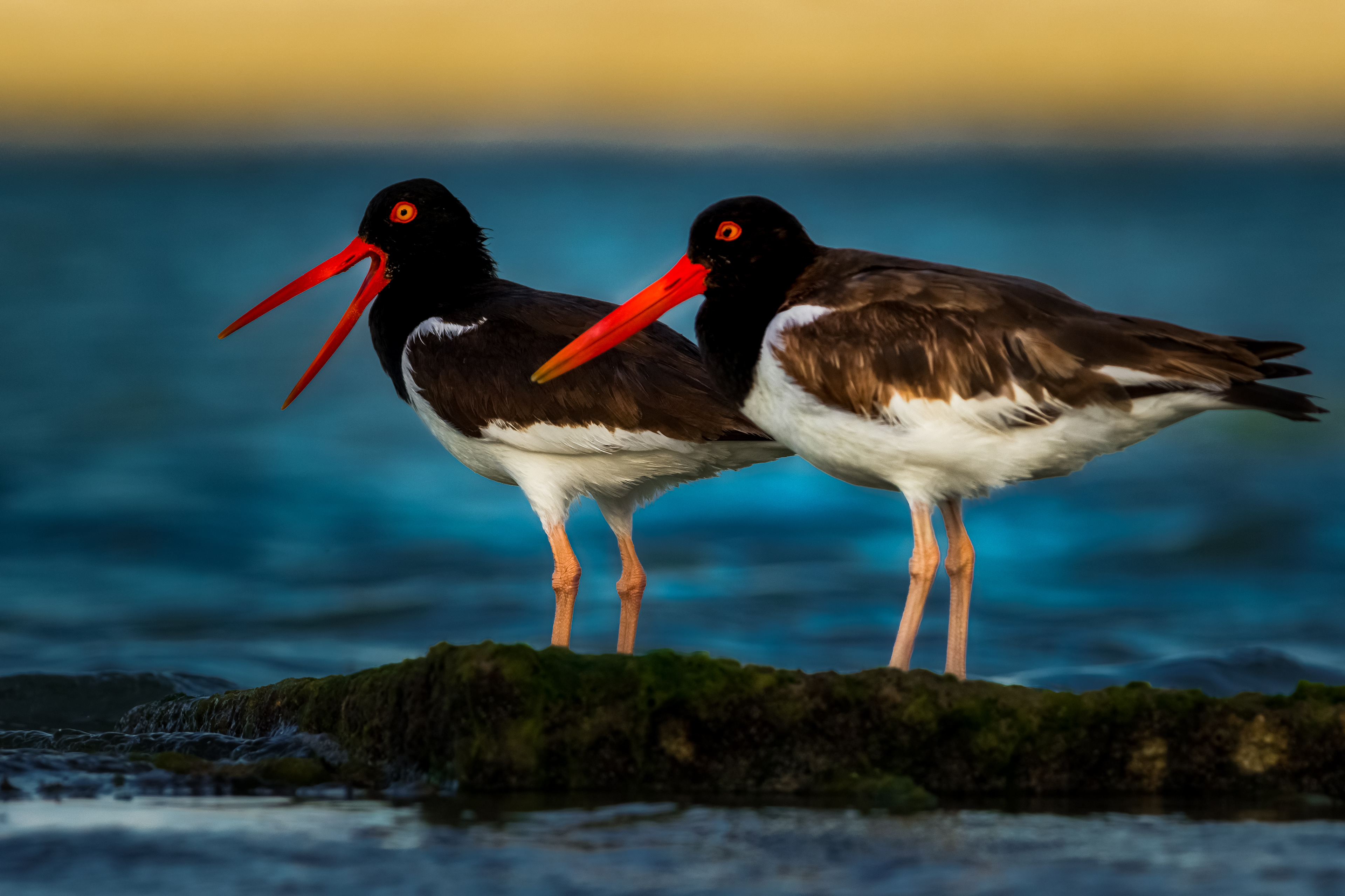 American Oystercatcher
